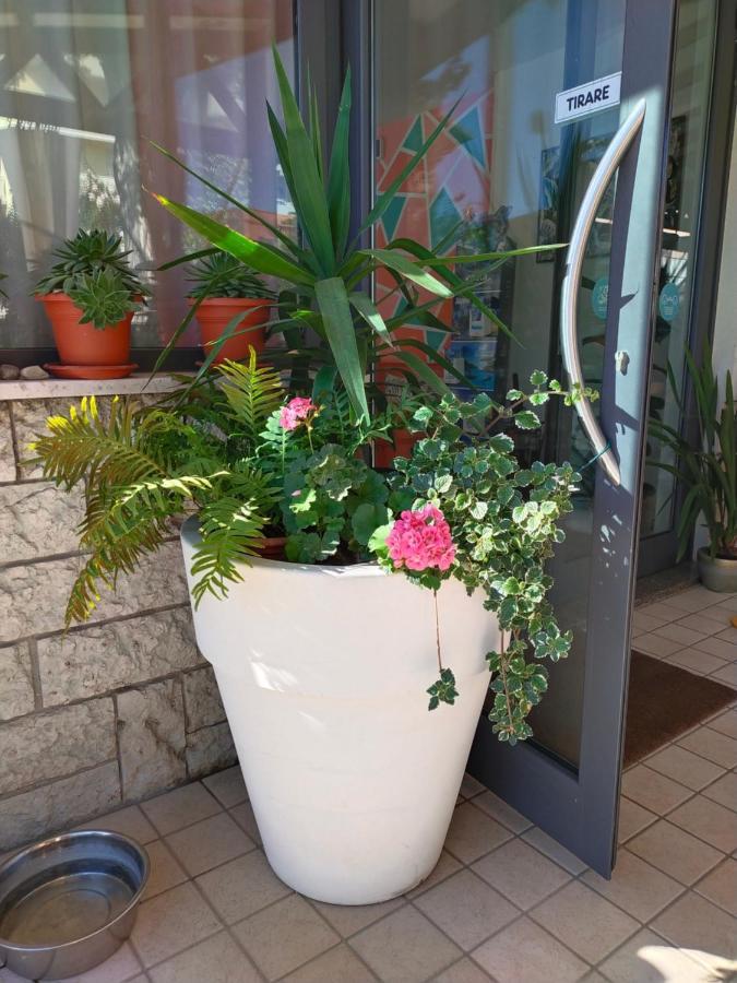 Hotel Goldene Rose Rimini Exterior photo