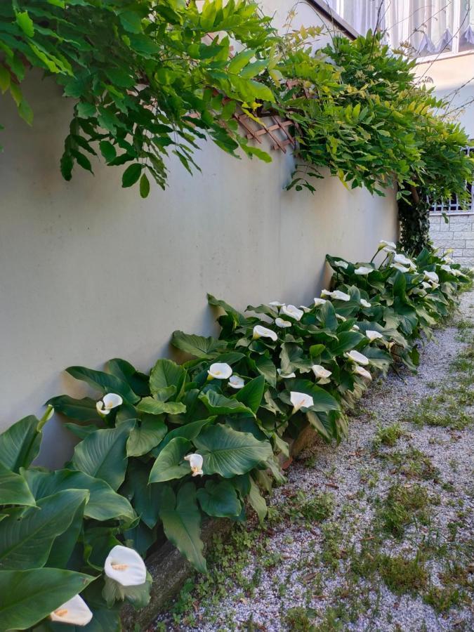 Hotel Goldene Rose Rimini Exterior photo